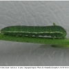 colias hyale larva4 volg2